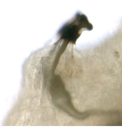 Phytomyza ilicis larva,  anterior spiracle,  lateral
